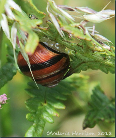 35-Dark-lipped-banded-snail-(Cepaea-(Cepaea)-nemoralis)