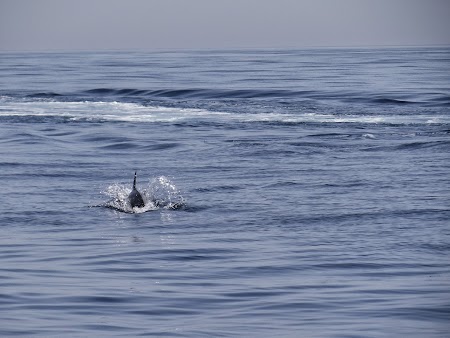 22. Delfini in Oman.JPG