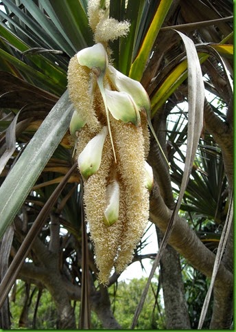 Pandanus - flowers (2)