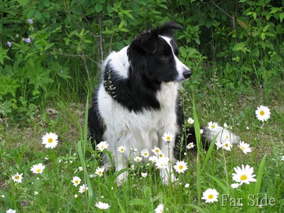 Chance in the daisys