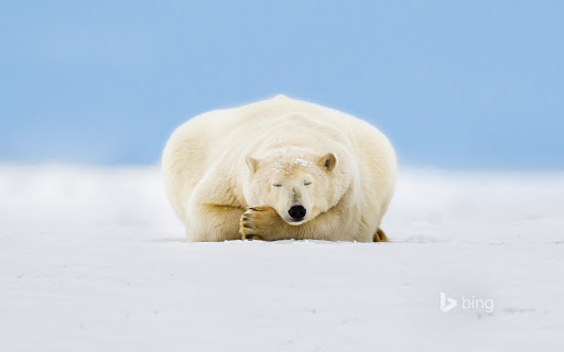 Polar Bear on a Barrier Island