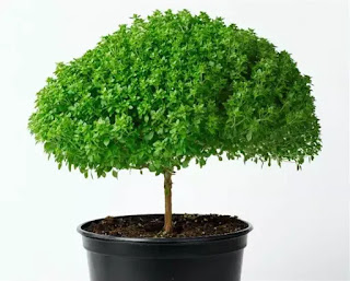 Giống húng quế Hishtil có thể trồng trong nhà Giống húng quế Hishtil có thể trồng trong nhà