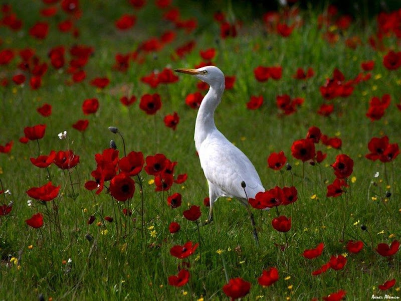 primavera4.jpg