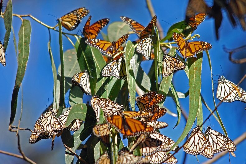 monarch-migration-15