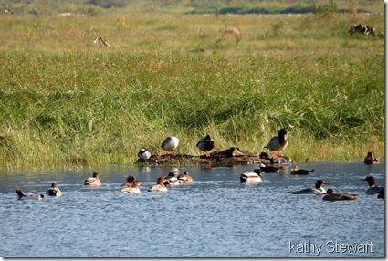 Assortment of ducks