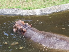 2013.08.04-023 hippopotame