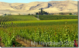 Yakima Valley vineyards