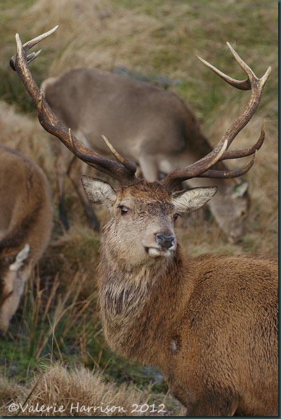 30-red-deer