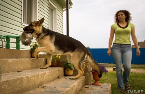 Как готовят собак в пограничные войска