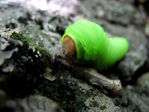 fat green caterpillar head withdrawn