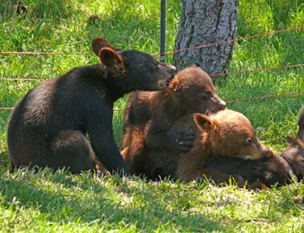 Baby Bears3