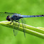 Chalky Percher dragonfly (male)