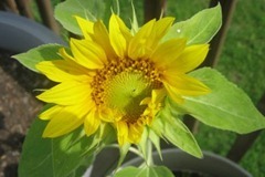 [sunflower-small_thumb13.jpg]