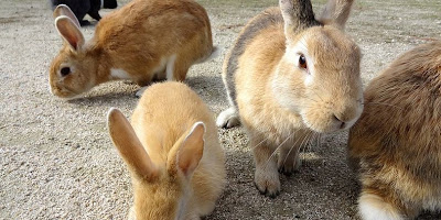 Ōkunoshima Rabbit Iceland