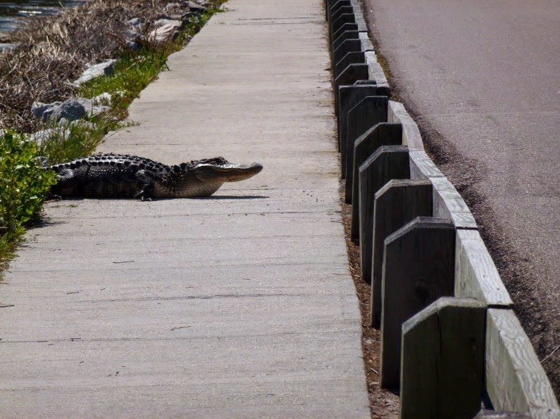 [03a2---Causeway--Gator-crossing---re.jpg]