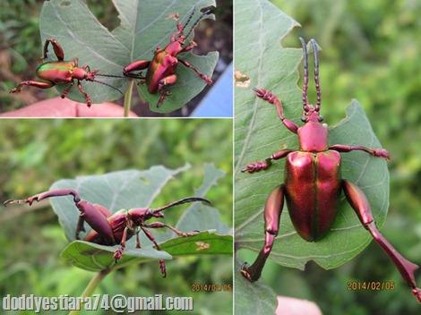 Kumbang Kaki Kodok – Sagra sp._5