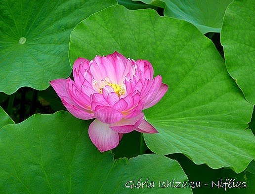 Glória Ishizaka - flores 71