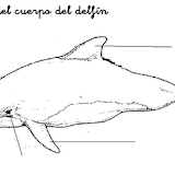 partes delfin.png