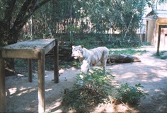 2003.08.26-163-04 tigre blanc