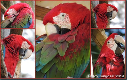 macaw collage1