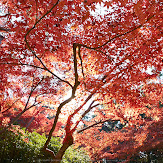 依水園,紅葉(PK3_0674,F10,16mm,K3)2014yaotomi_.jpg