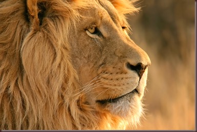 Amazing Animals Pictures Lion  (7)