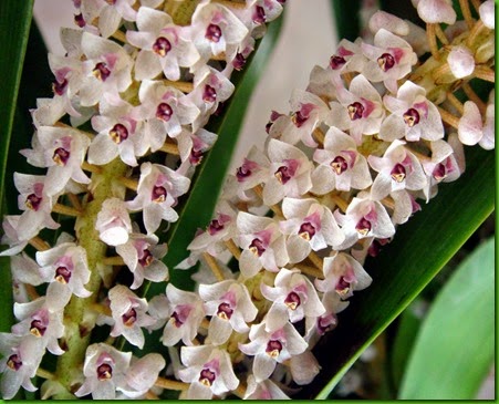 OR Eria hyacinthodes