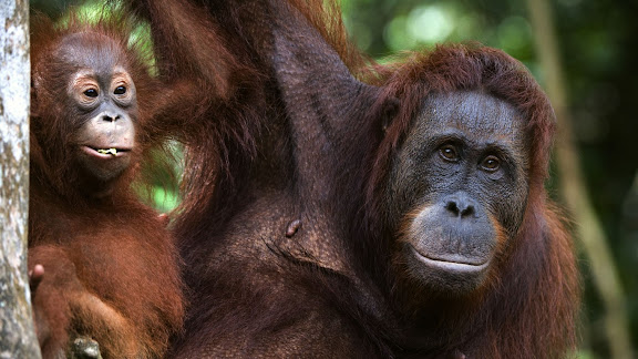Mère-bébé-orang-outan-768x1366.jpg
