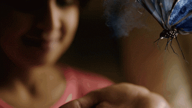 borboleta%2520na%2520m%25C3%25A3o.gif