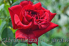 33  - Glória Ishizaka - Rosas do Jardim Botânico Nagai - Osaka