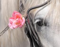 [animales%2520con%2520flores%2520JPG%2520%25284%2529%255B2%255D.jpg]