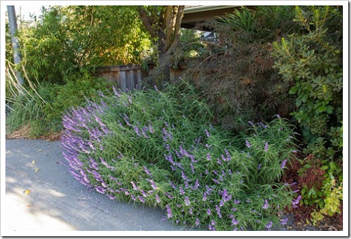 Image of Mexican Heather Texas sage companion plant