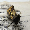 Golden looper moth