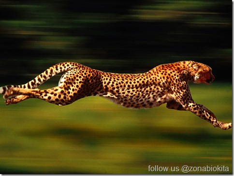 run cheetah