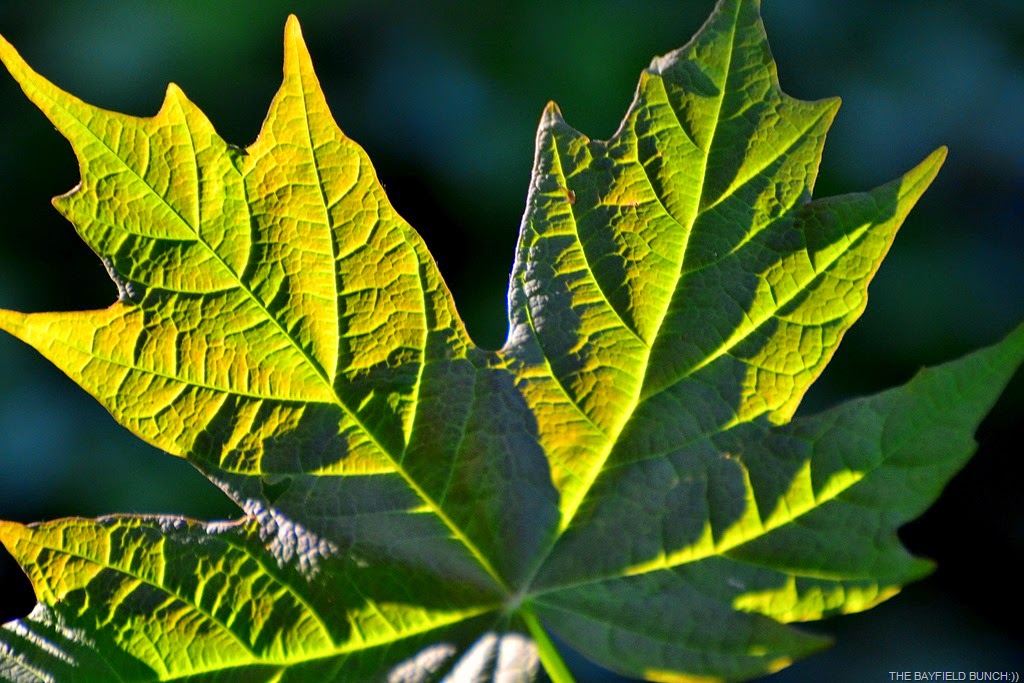 [DSC_0007-006%255B4%255D.jpg]