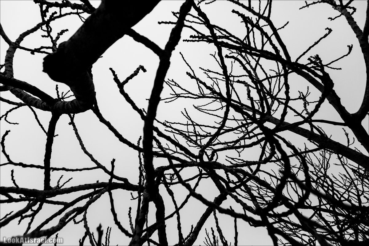 LookAtIsrael.com | Снег в Израиле, Голанские высоты и Галилея | Snow in Israel, Golan Heights and Galilee | שלג בישראל, רמת הגולן וגליל