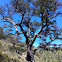 Alcornoque mediterraneo  Mediterranean oak