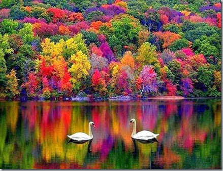 colorful trees and water
