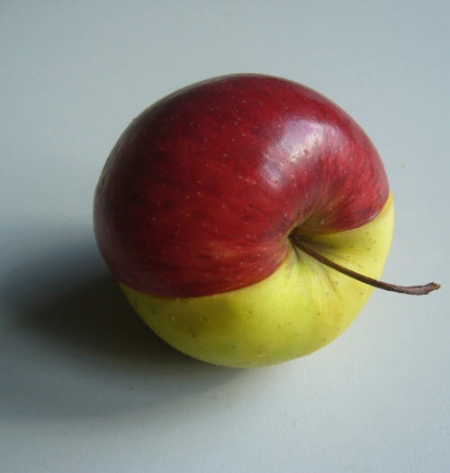 [red-green-apple-500x5253.jpg]
