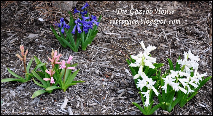 spring flowers 2020