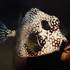 Spotted Trunkfish