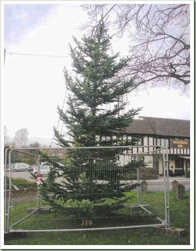 Bilbrook Christmas Tree 4