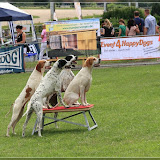 Hunde auf der Trabrennbahn