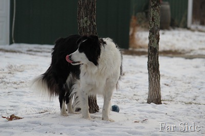 Licking snow off his nose