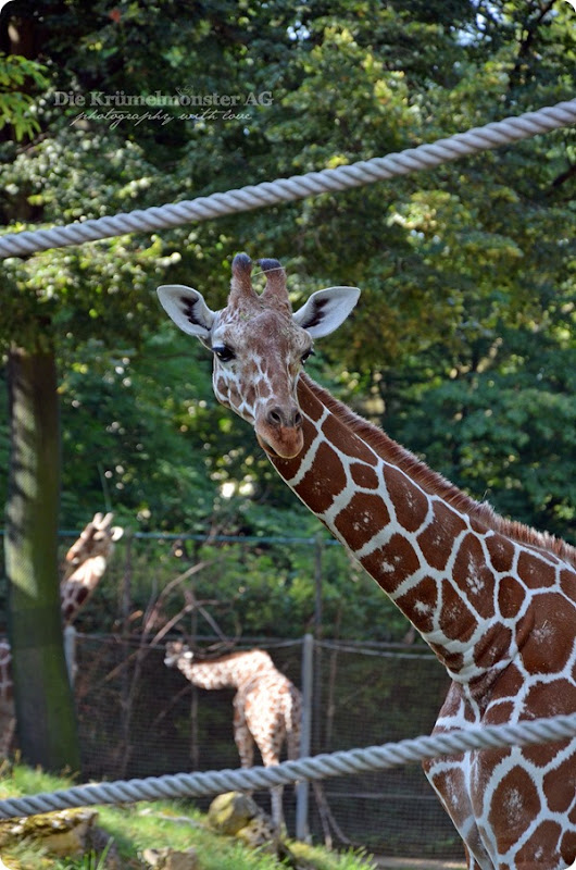 Zoo Frankfurt Giraffe 150813