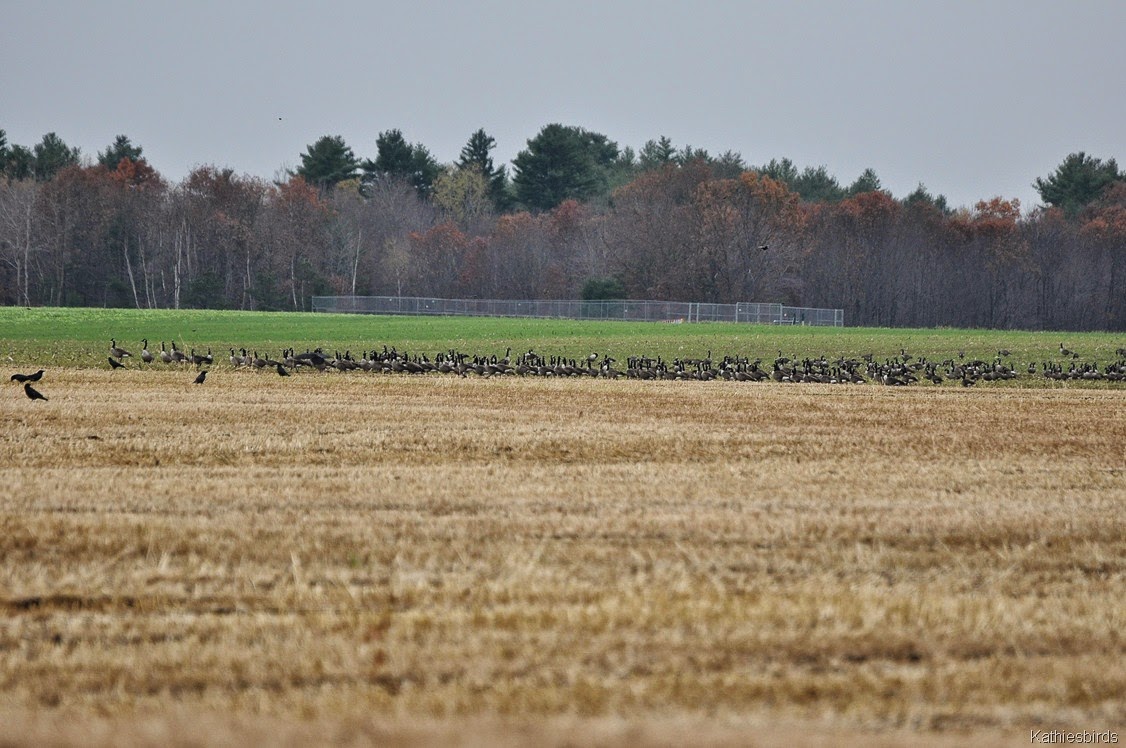[9.%2520more%2520geese%2520and%2520crows-kab%255B5%255D.jpg]