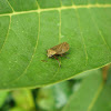 Froghopper