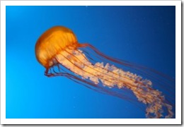 Jellyfish Medusa Jellyfish Medusa