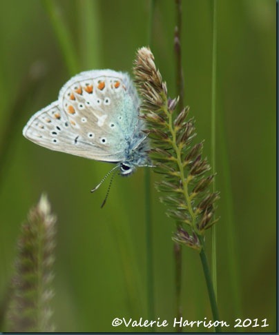 32-common-blue-butterfly