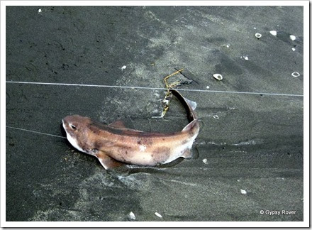 Our only catch. A miseable Sand Shark.